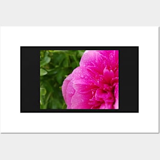 Pink peony flower with raindrops photography Posters and Art